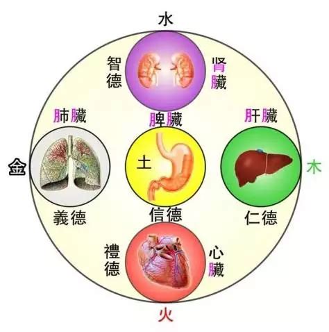 五行 胃|二、胃